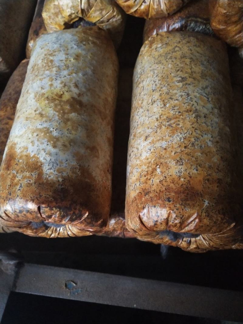 纯桑木屑制作的桑黄菌种，开口就可长出桑黄的桑黄菌
