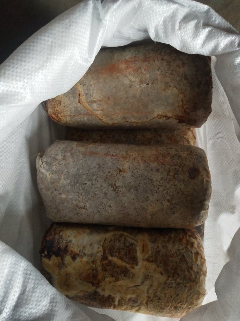纯桑木屑制作的桑黄菌种，开口就可长出桑黄的桑黄菌