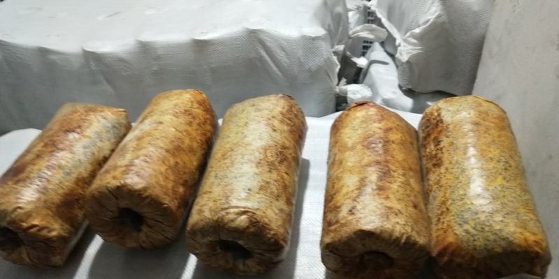 纯桑木屑制作的桑黄菌种，开口就可长出桑黄的桑黄菌