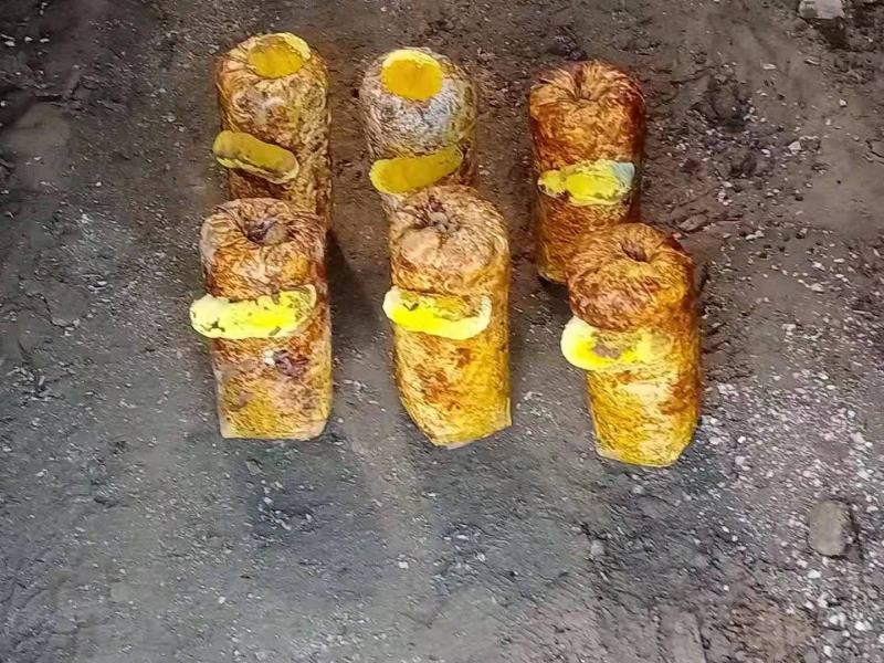 纯桑木屑制作的桑黄菌种，开口就可长出桑黄的桑黄菌