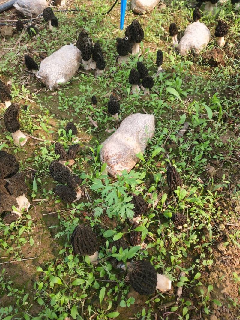 纯桑木屑制作的桑黄菌种，开口就可长出桑黄的桑黄菌