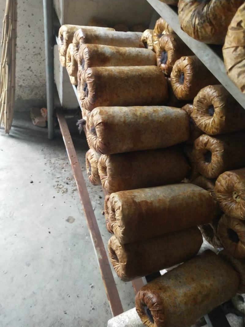 纯桑木屑制作的桑黄菌种，开口就可长出桑黄的桑黄菌