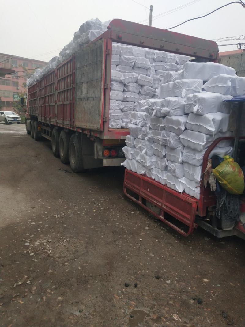 香菇菌种优质高产量香菇菌种包装好品种齐全