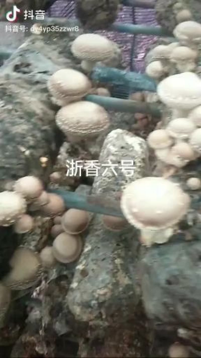 香菇菌种优质高产量香菇菌种包装好品种齐全