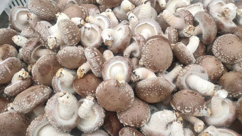香菇菌种优质高产量香菇菌种包装好品种齐全