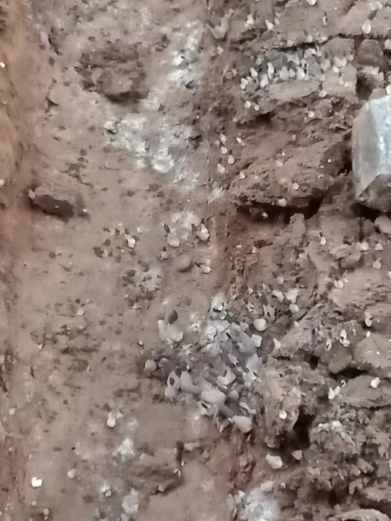 优质高产配料合理的羊肚菌栽培种及外源营养袋，免费技术指导