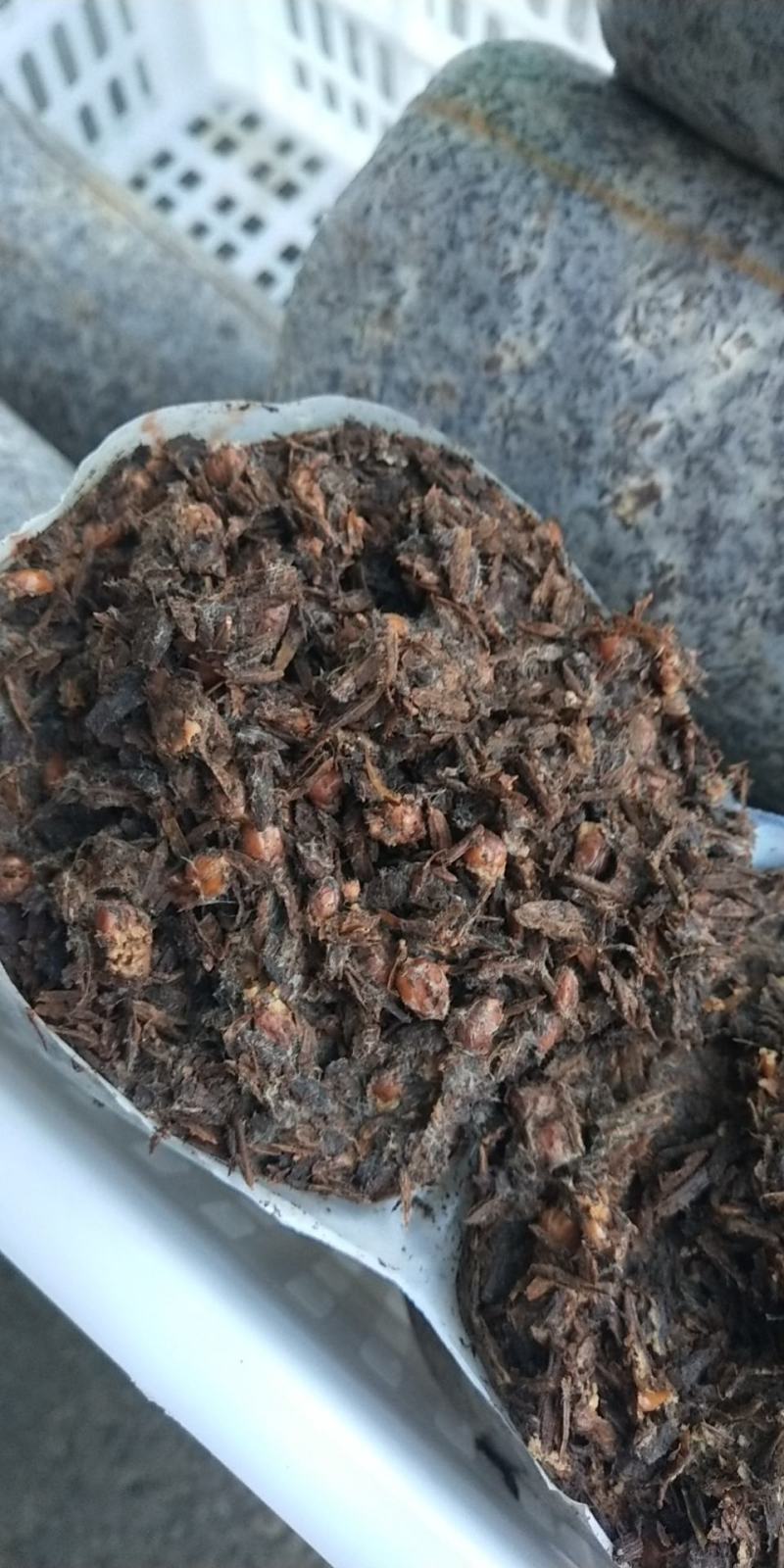 优质高产配料合理的羊肚菌栽培种及外源营养袋，免费技术指导