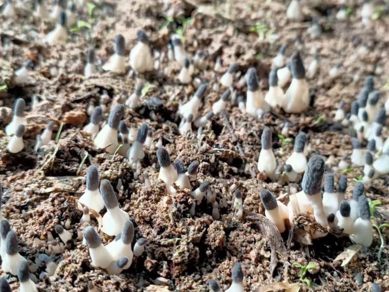 优质高产配料合理的羊肚菌栽培种及外源营养袋，免费技术指导