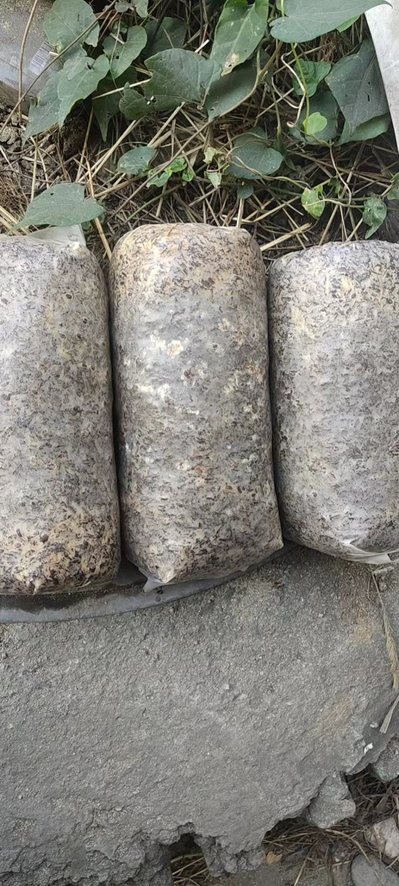 优质高产配料合理的羊肚菌栽培种及外源营养袋，免费技术指导