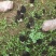 优质高产配料合理的羊肚菌栽培种及外源营养袋，免费技术指导