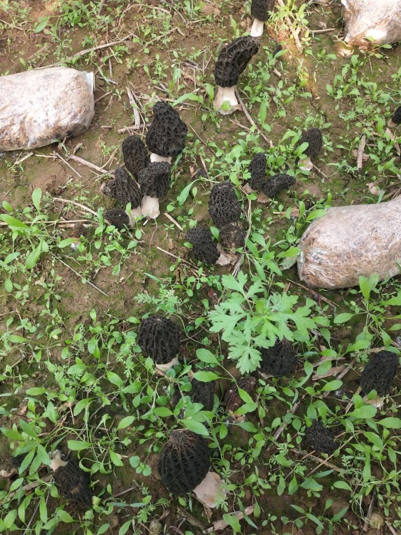 优质高产配料合理的羊肚菌栽培种及外源营养袋，免费技术指导