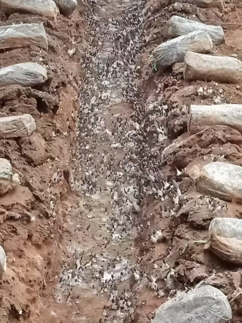 优质高产配料合理的羊肚菌栽培种及外源营养袋，免费技术指导