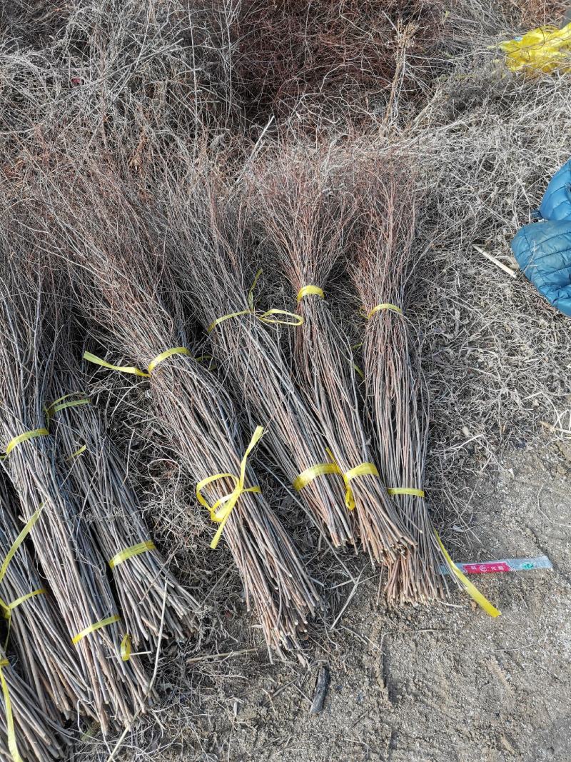 雪柳干枝