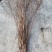 雪柳干枝