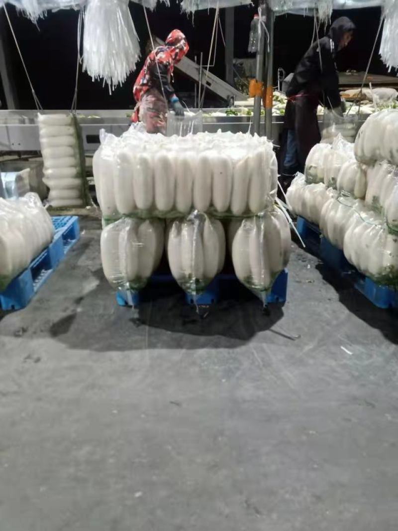 萝卜白萝卜湖北白萝卜量大从优基地直供对接全国！！