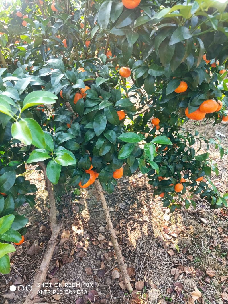 香甜，脆，沙糖桔大量上市