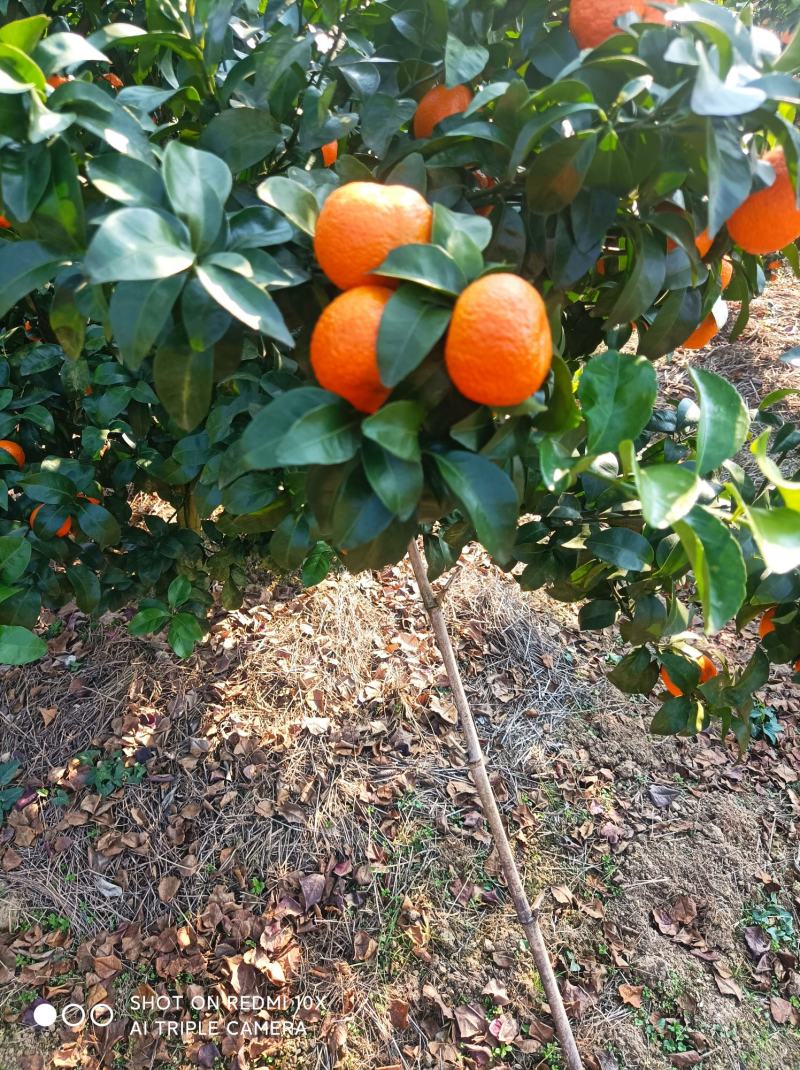 香甜，脆，沙糖桔大量上市