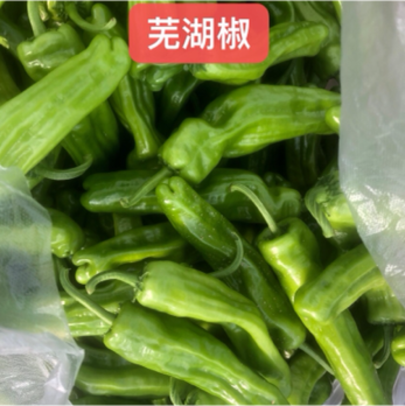 宁都辣椒301薄皮泡椒，苏椒，芜湖椒，大量现货供应