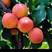 出售杏树苗，品种有丰园红，油杏。凯特，金太阳
