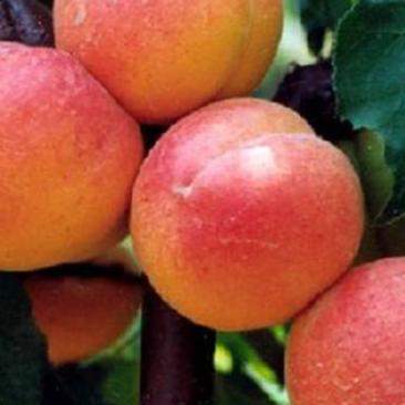 出售杏树苗，品种有丰园红，油杏。凯特，金太阳