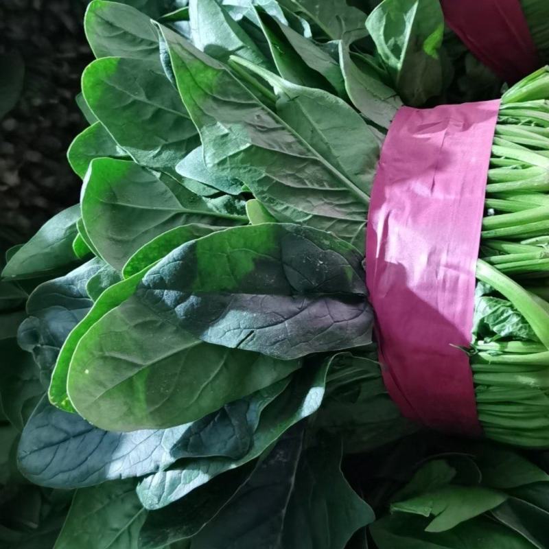(热卖产品)山东聊城大叶菠菜，货发全国，上货量大