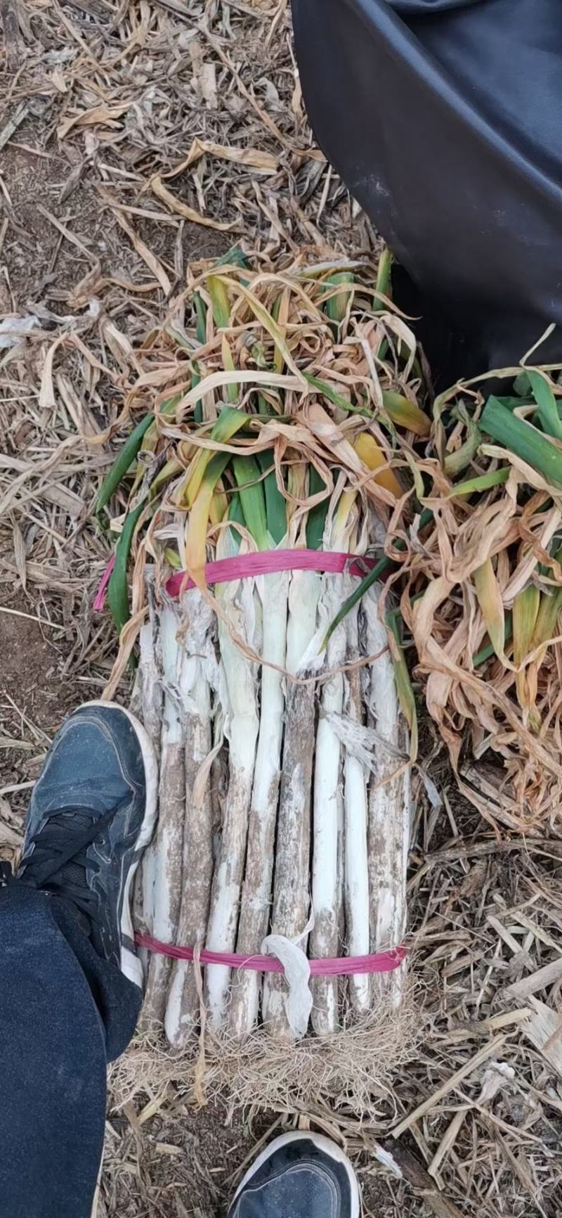 河北大葱/长白大葱/大葱/河北长白大葱/品质好
