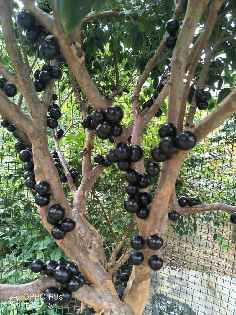 拉丁美洲嘉宝果树葡萄