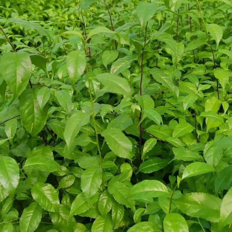 发财树苗基地直发货源充足诚信合作欢迎来电
