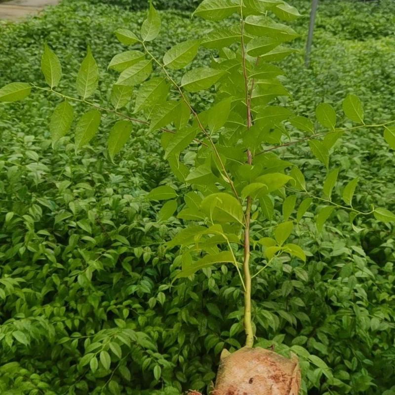 发财树苗基地直发货源充足诚信合作欢迎来电