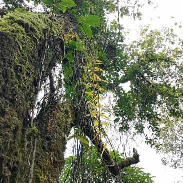 云南高山紫皮石斛鲜货