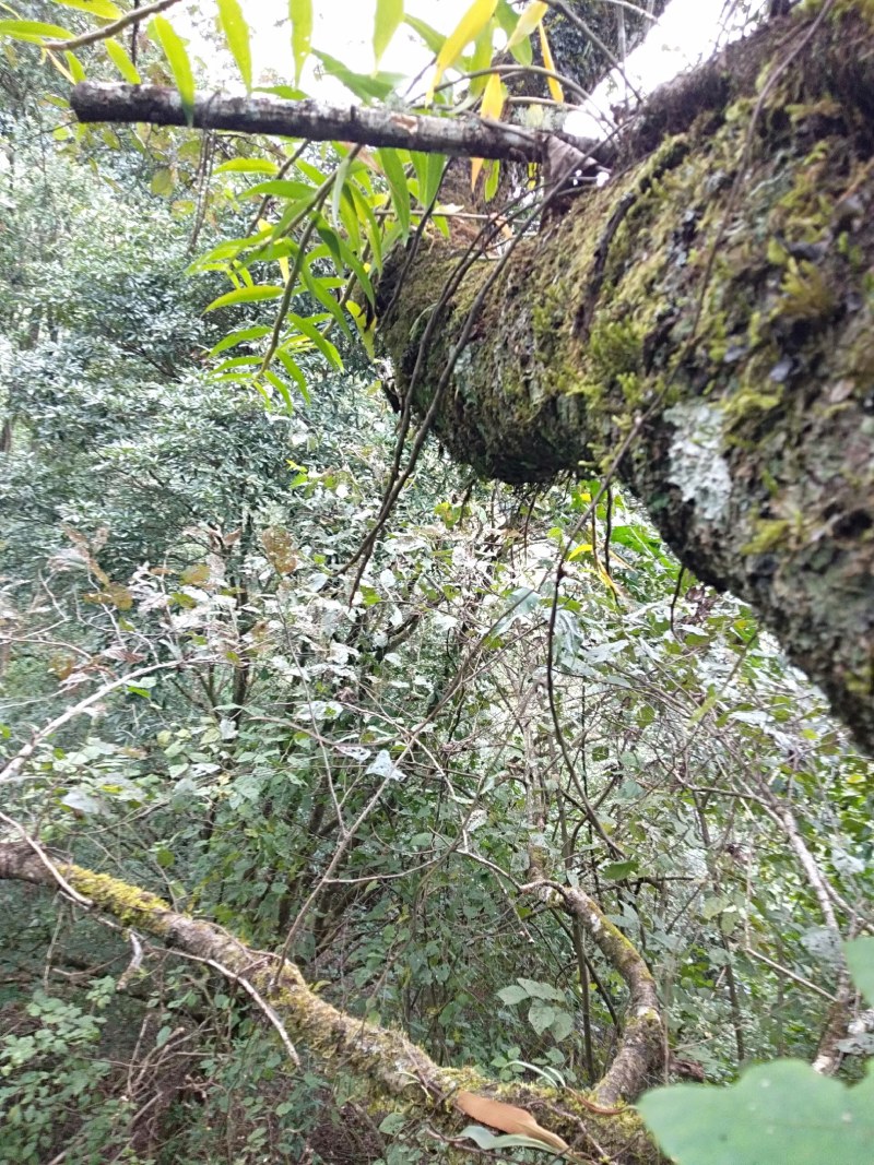 云南高山紫皮石斛鲜货