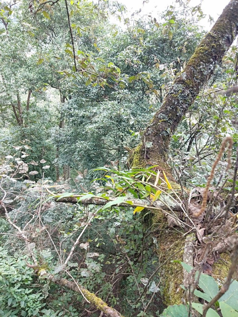 云南高山紫皮石斛鲜货