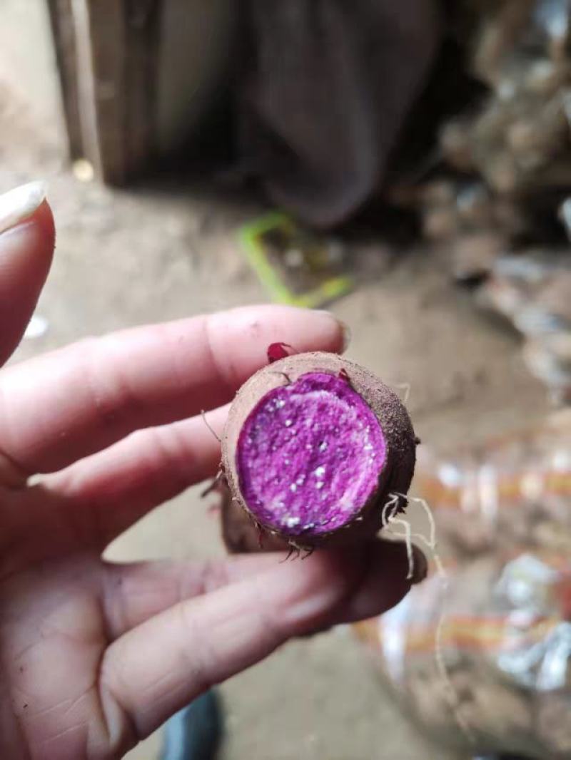 紫薯山东紫薯大量出窖口感好货源充足全国各地发货