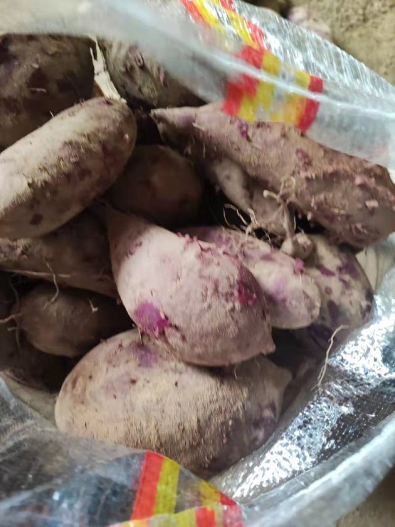 紫薯山东紫薯大量出窖口感好货源充足全国各地发货