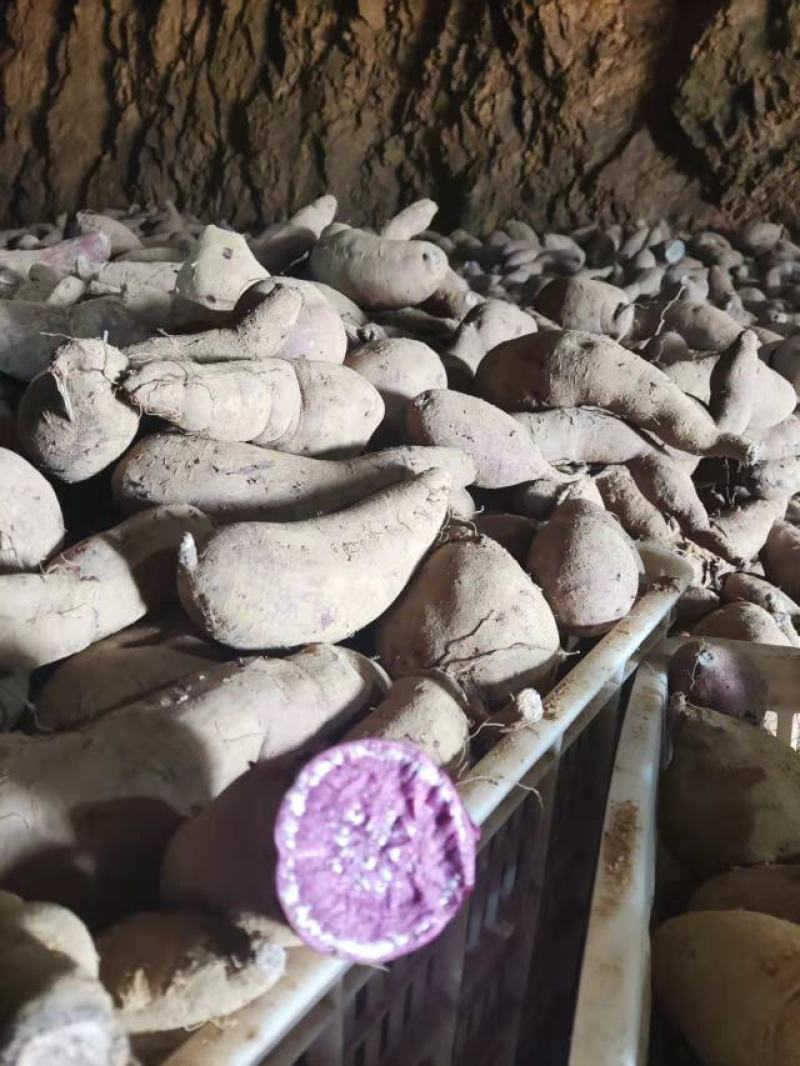 紫薯山东紫薯大量出窖口感好货源充足全国各地发货