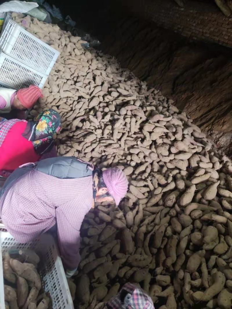 紫薯山东紫薯大量出窖口感好货源充足全国各地发货