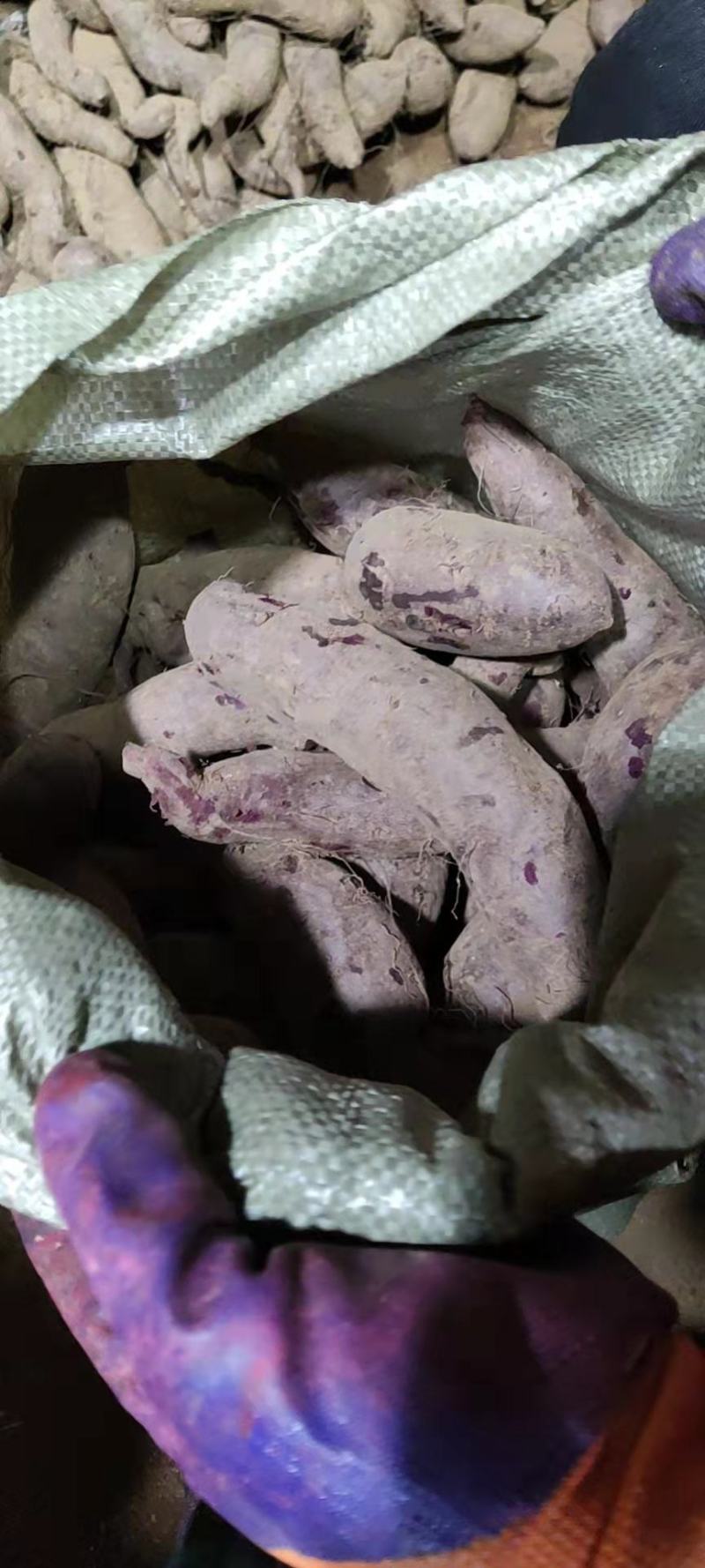 紫薯山东紫薯大量出窖口感好货源充足全国各地发货