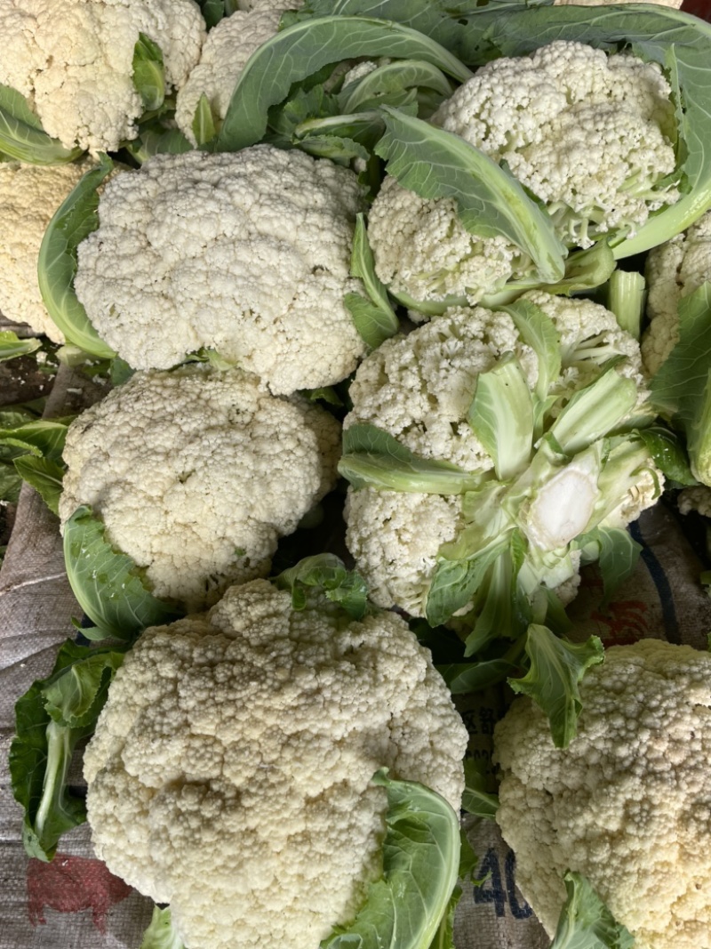 乐山散花上市中，一手货源，有需要的联系………………