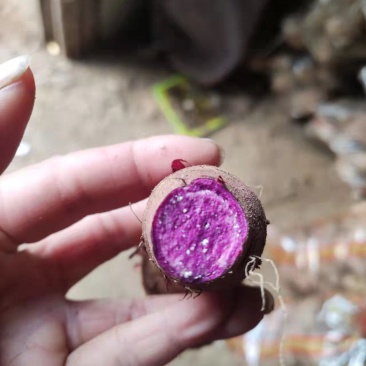 紫薯山东紫薯大量出窖口感好货源充足全国各地发货