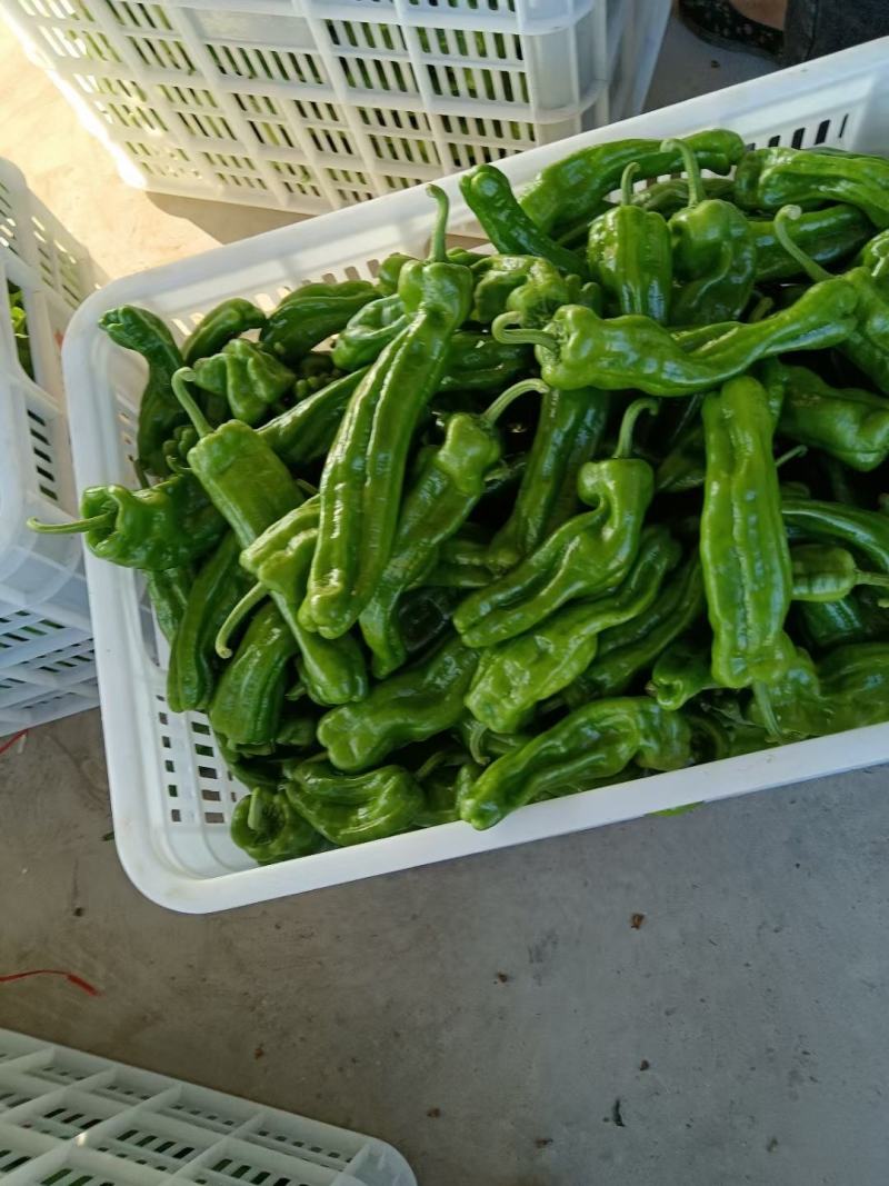 辣椒，薄皮辣椒，线椒，厚皮辣椒，螺丝椒，大量上市