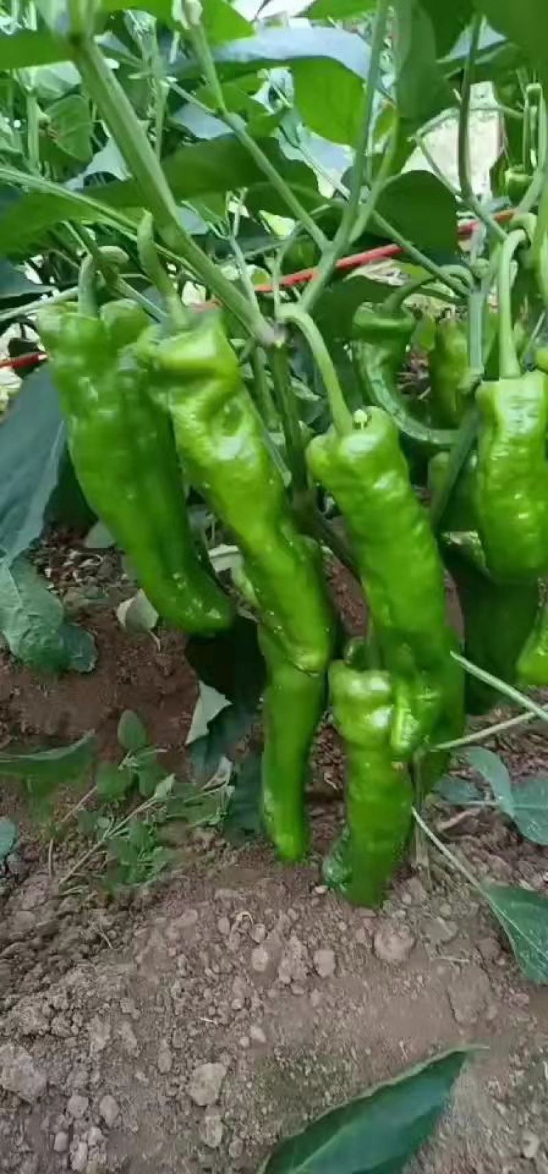 辣椒，薄皮辣椒，线椒，厚皮辣椒，螺丝椒，大量上市