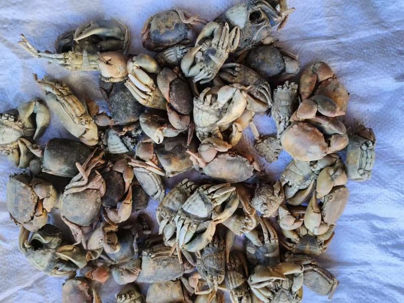 中药材方海正品冷背药材齐全不满意可退换货