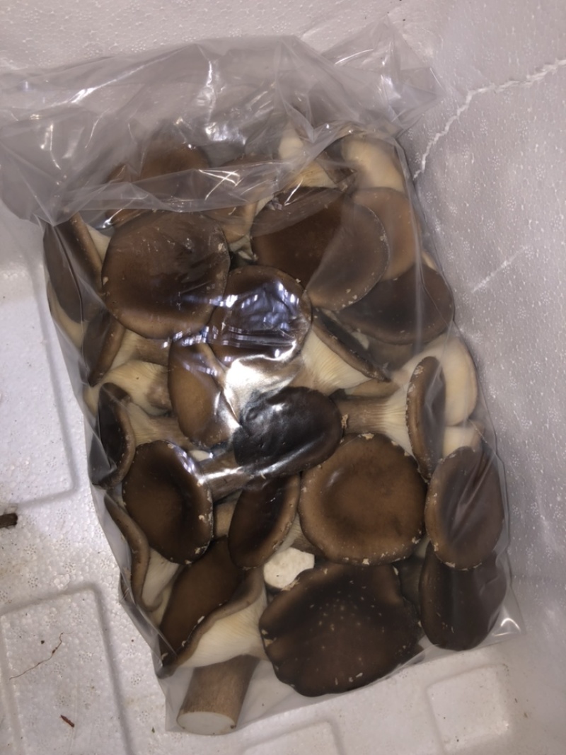 桂林新鲜猪肚菇，需要的联系