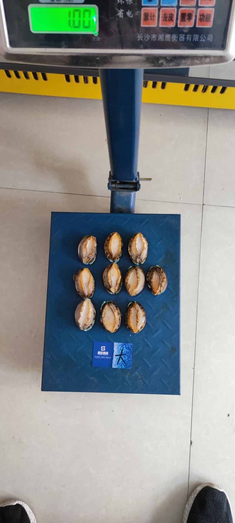 活冻鲍鱼净10斤/件鲜活口感量大优惠