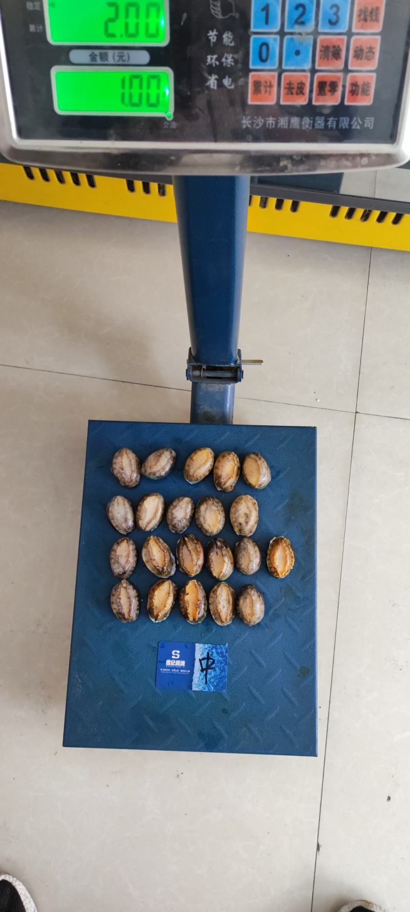 活冻鲍鱼净10斤/件鲜活口感量大优惠
