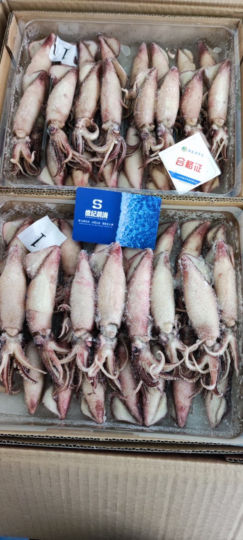 精选籽乌/海兔每件10盒每盒23头左右大厂货质量保证