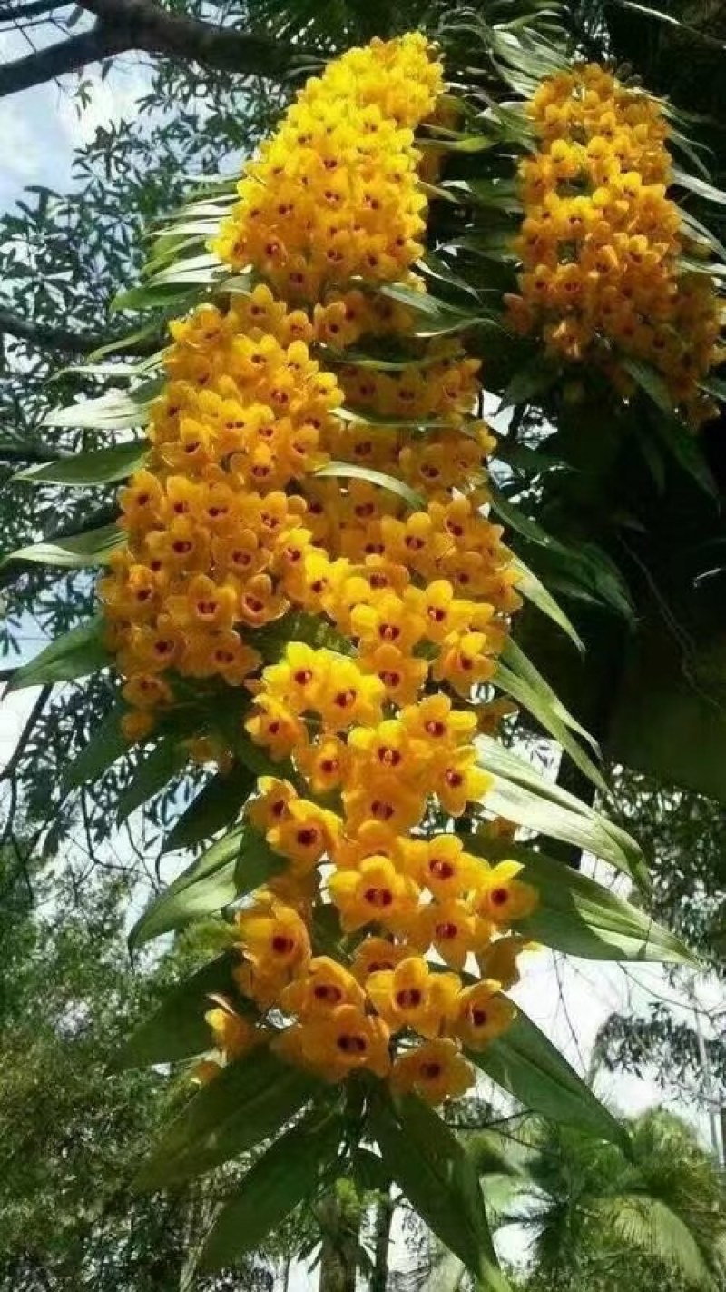 铁皮石斛