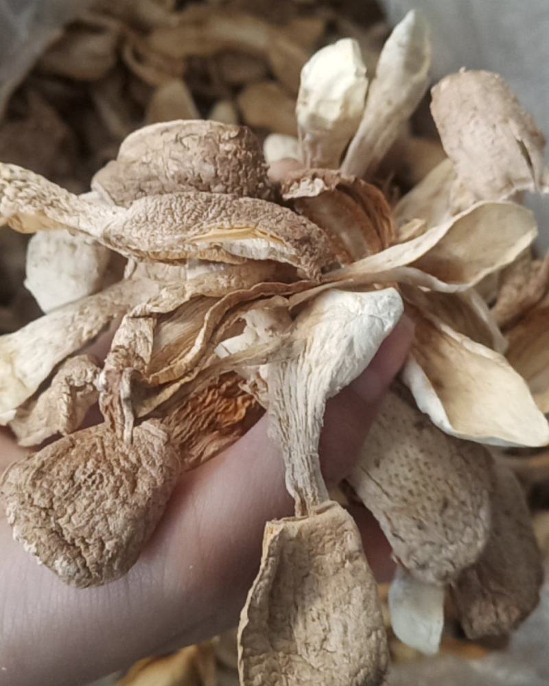 优质鸡腿菇