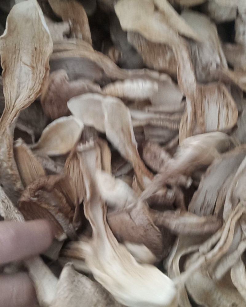 优质鸡腿菇