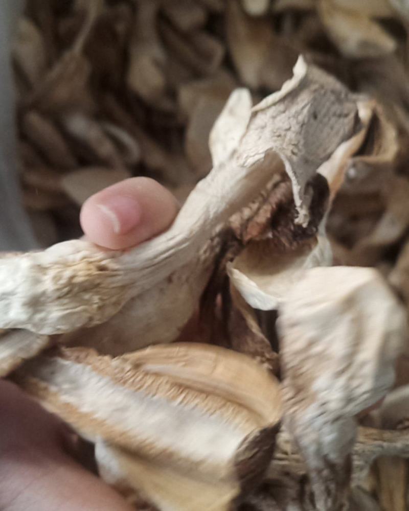 优质鸡腿菇